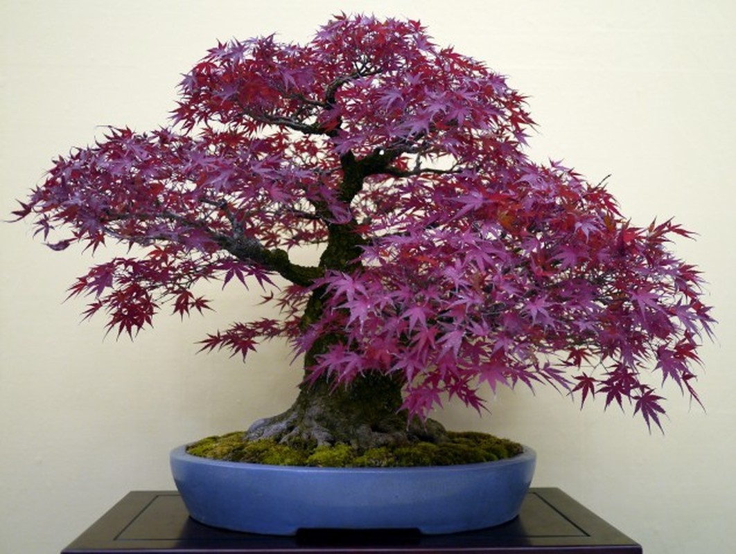 Nhung chau bonsai mau sac ruc ro hut hon nguoi xem-Hinh-5