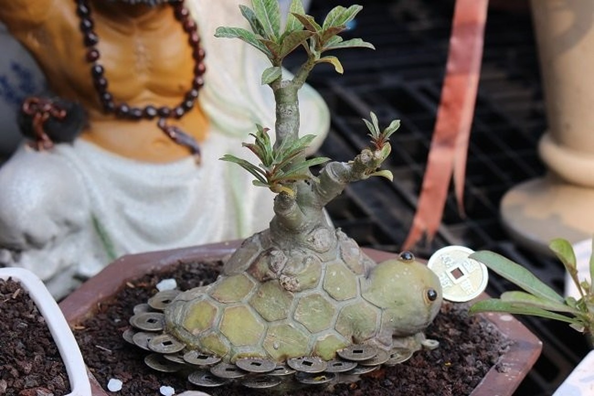 Ngo ngang ngam bonsai hinh thu sieu  la mat-Hinh-4