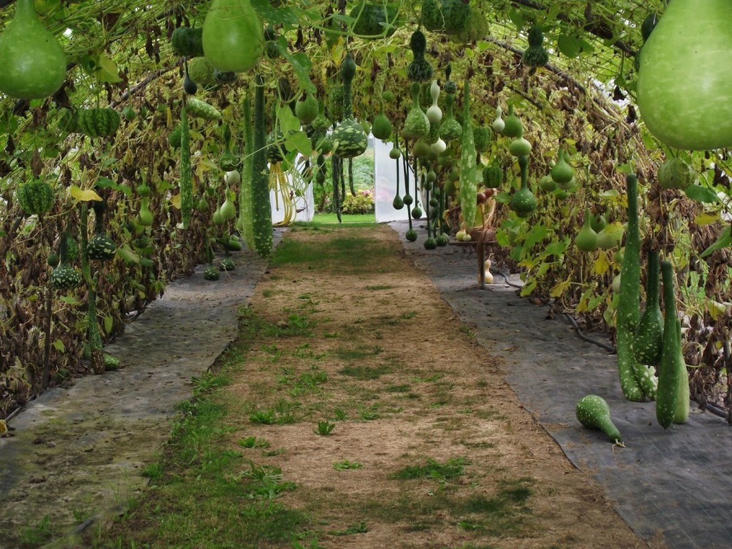 Nhung gian bau bi hoanh trang den kho tin-Hinh-7