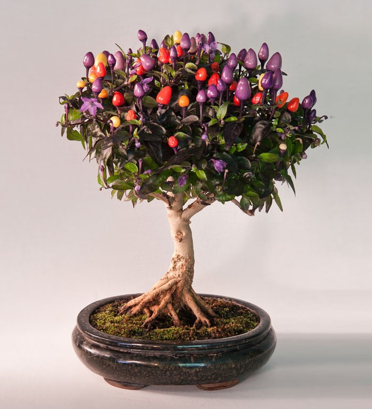 Man nhan nhung cay bonsai dep nhat qua dat-Hinh-11