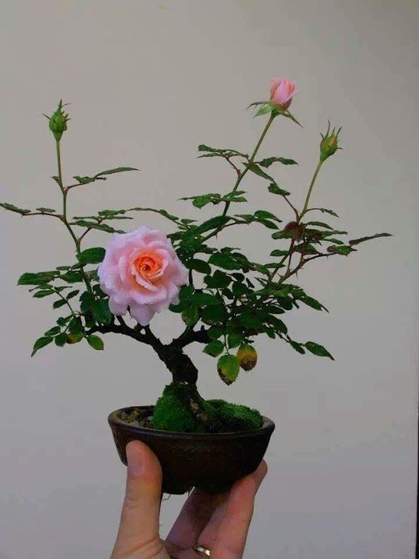Me man nhung chau bonsai mini nam trong long ban tay-Hinh-2