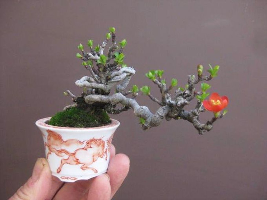 Me man nhung chau bonsai mini nam trong long ban tay-Hinh-3