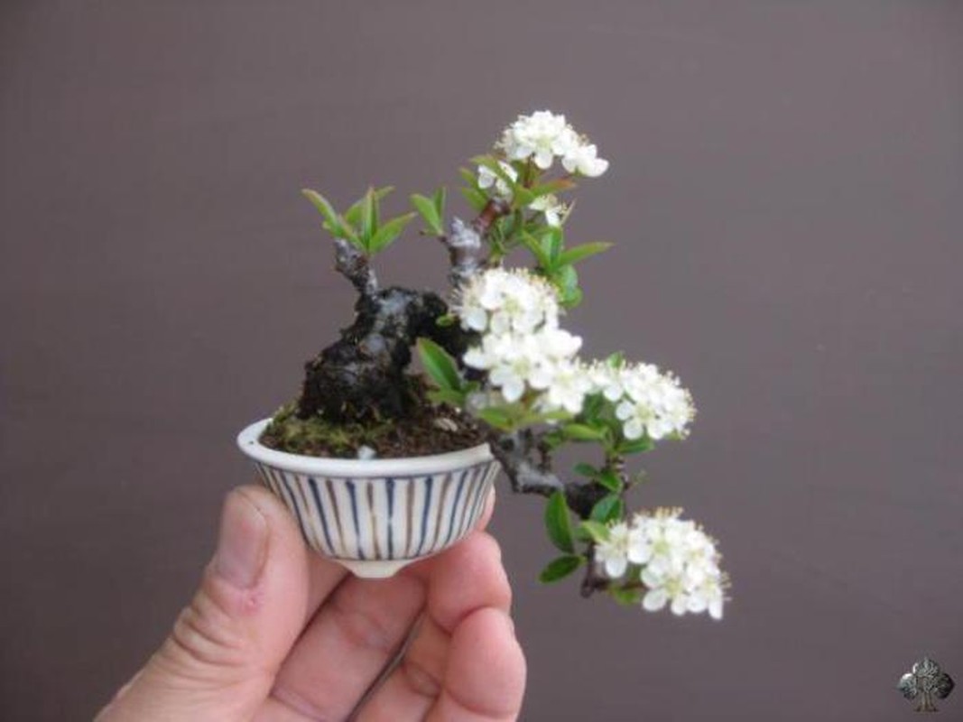 Me man nhung chau bonsai mini nam trong long ban tay-Hinh-4