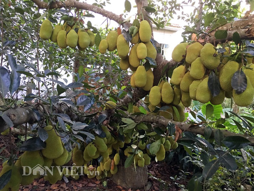 Nhung cay an qua sai triu “hai ra tien” cua nha nong-Hinh-3