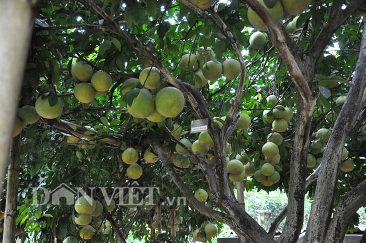 Nhung cay an qua sai triu “hai ra tien” cua nha nong-Hinh-5