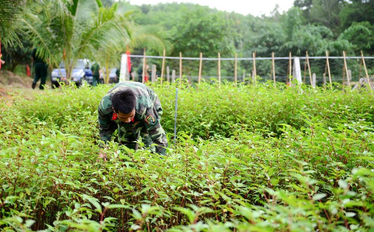 Tham vuon cay, nha bep Lu doan 74, Tong cuc II-Hinh-6