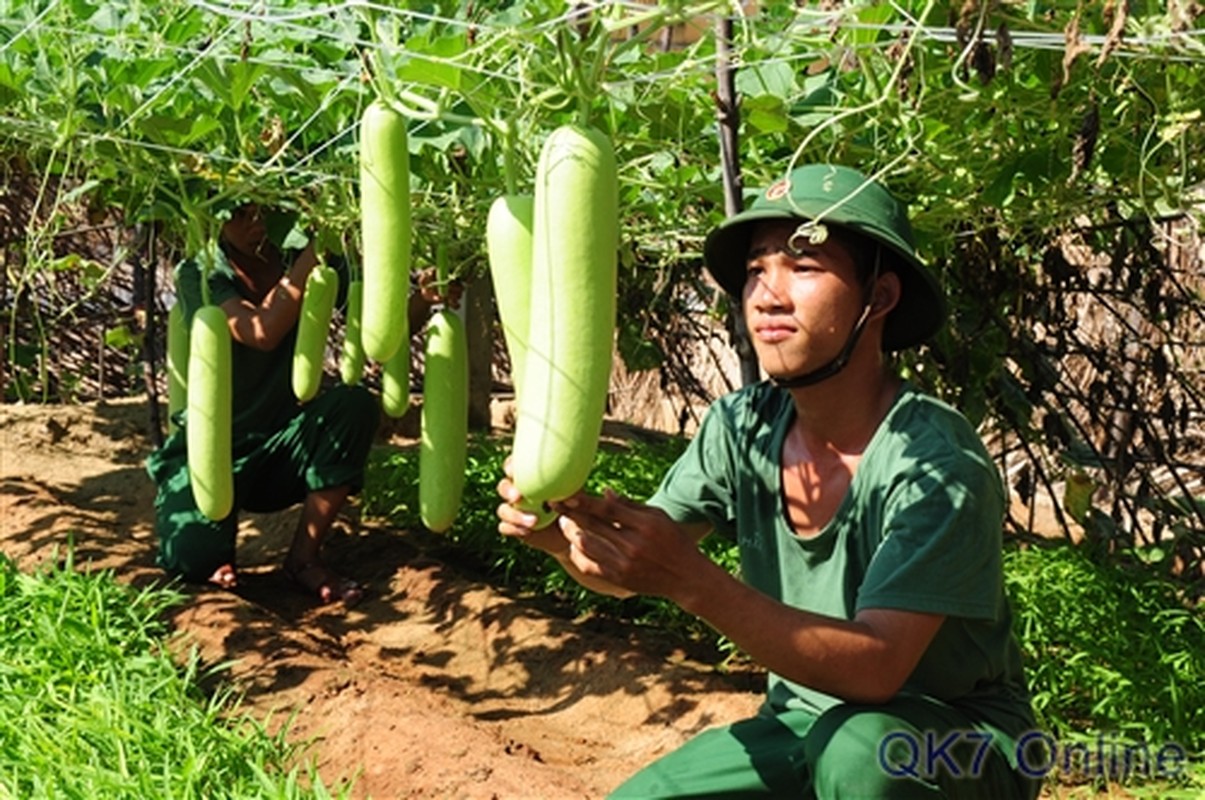 Quan sat bo doi huan luyen chien dau tren dao tien tieu-Hinh-8