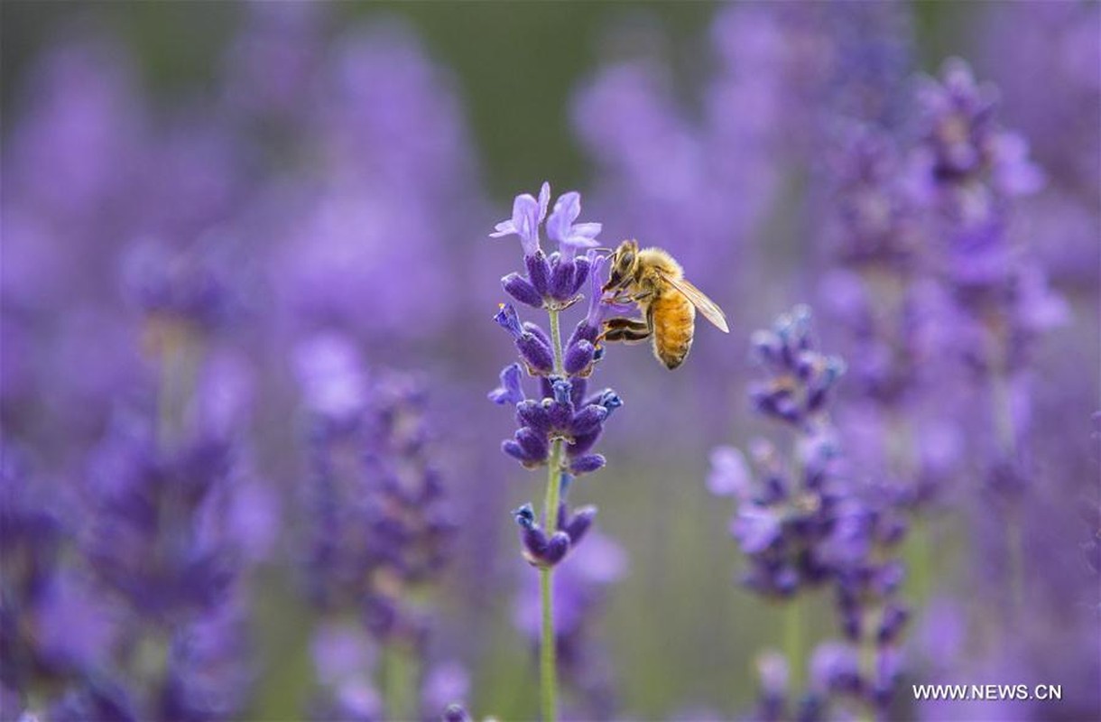 Me man giua canh dong hoa tai le hoi hoa Lavender-Hinh-2