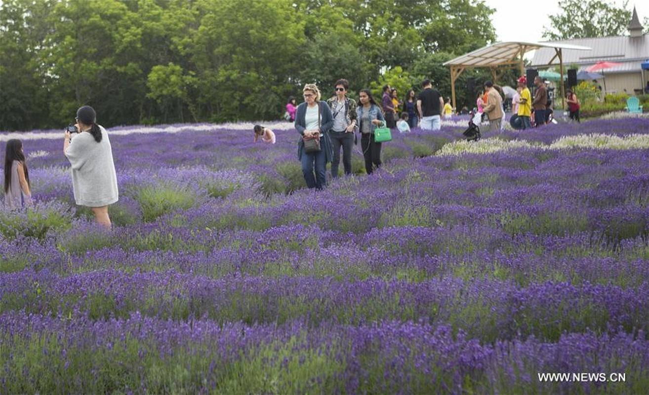 Me man giua canh dong hoa tai le hoi hoa Lavender-Hinh-5