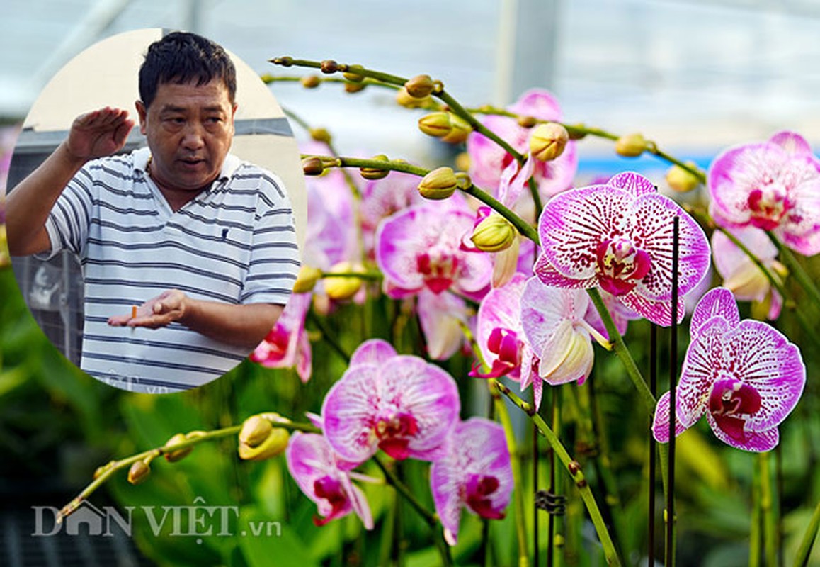 “Dot nhap” trang trai lan ho diep CNC lon nhat dat Kinh bac-Hinh-4