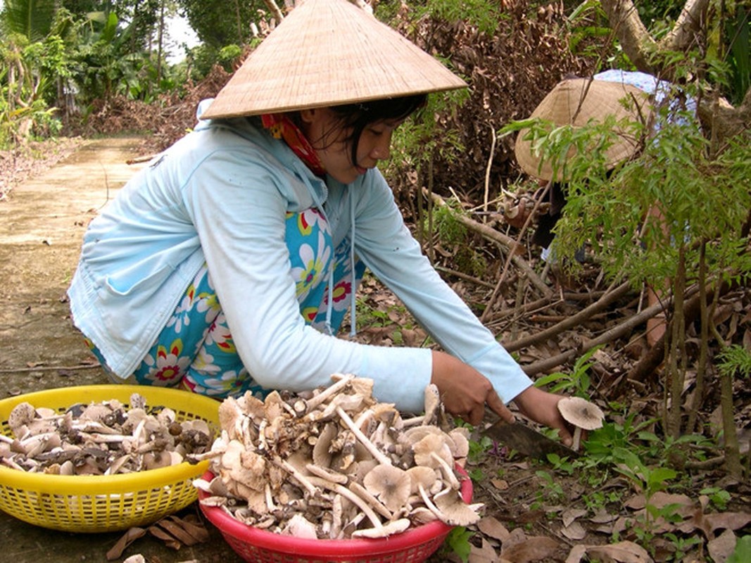 Nhung mon ngon tu nam moi, dac san “loc troi ban” cua Quang Ngai-Hinh-12