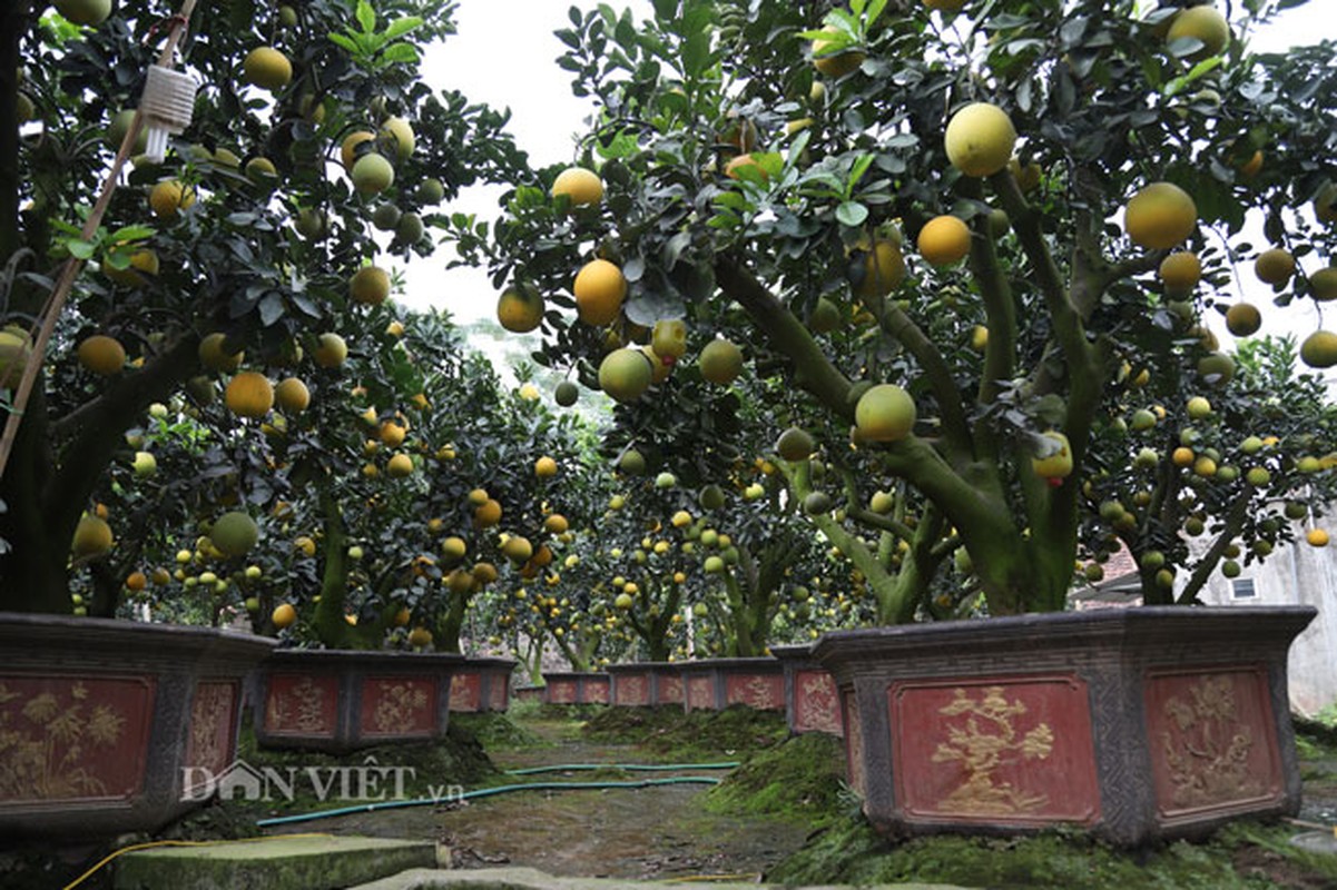 Vuon buoi canh co thu tien ty duoc dai gia “san” choi Tet