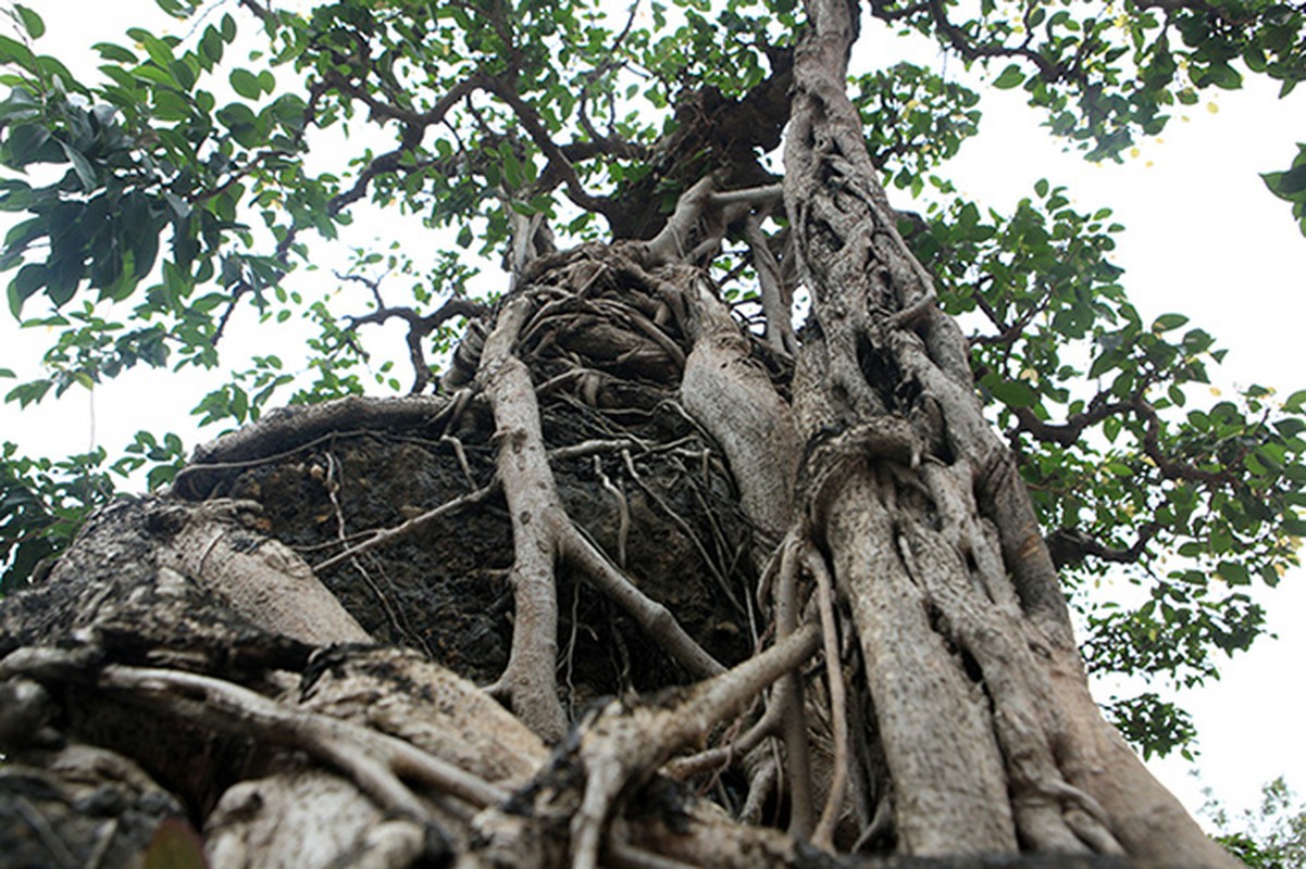 Hai cay sanh “khung” cua doanh nhan bi an o Ha Noi-Hinh-13