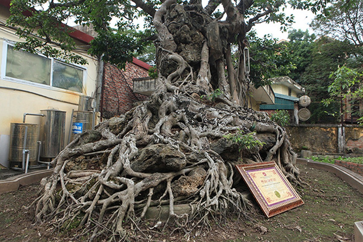 Hai cay sanh “khung” cua doanh nhan bi an o Ha Noi-Hinh-4