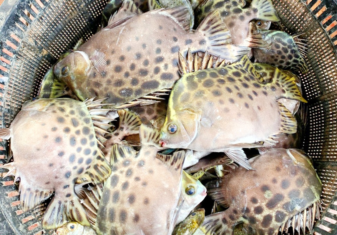 Ua nuoc mieng mon ca hoi nuong la lot 