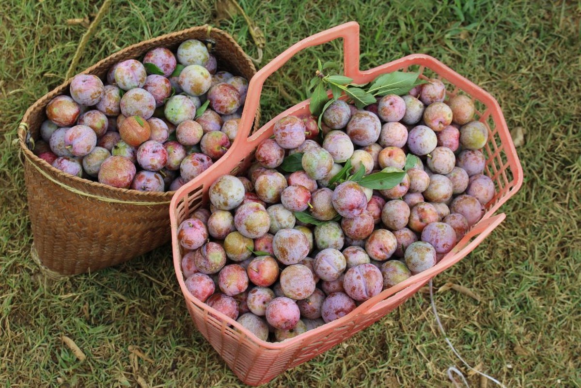 Loat qua chua dac san ro mua vao thang 4 khien ai cung “ua nuoc mieng“-Hinh-2