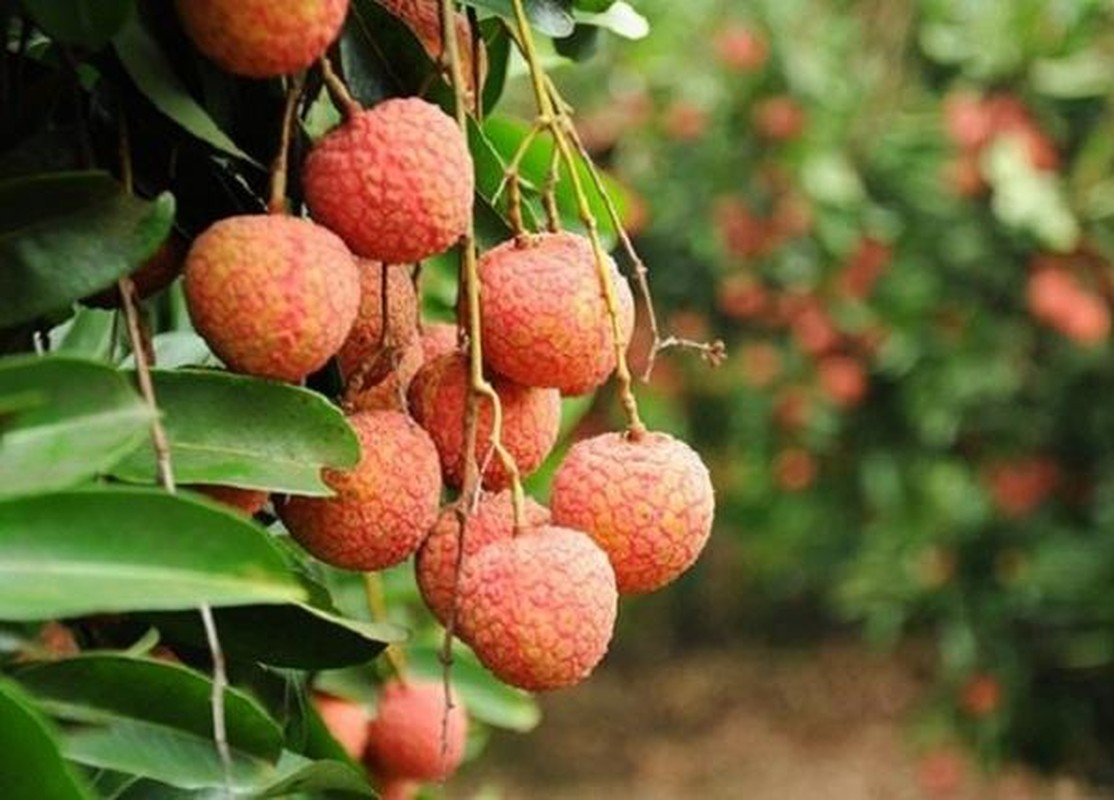 Loat dac san Bac Giang ai an roi cung nho mai khong quen