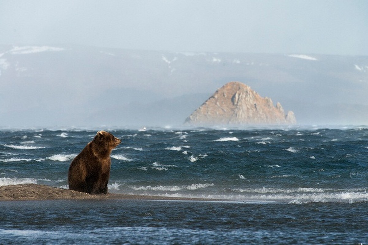 Tai sao gau nau vung Kamchatka cua Nga lai rat hien?-Hinh-10