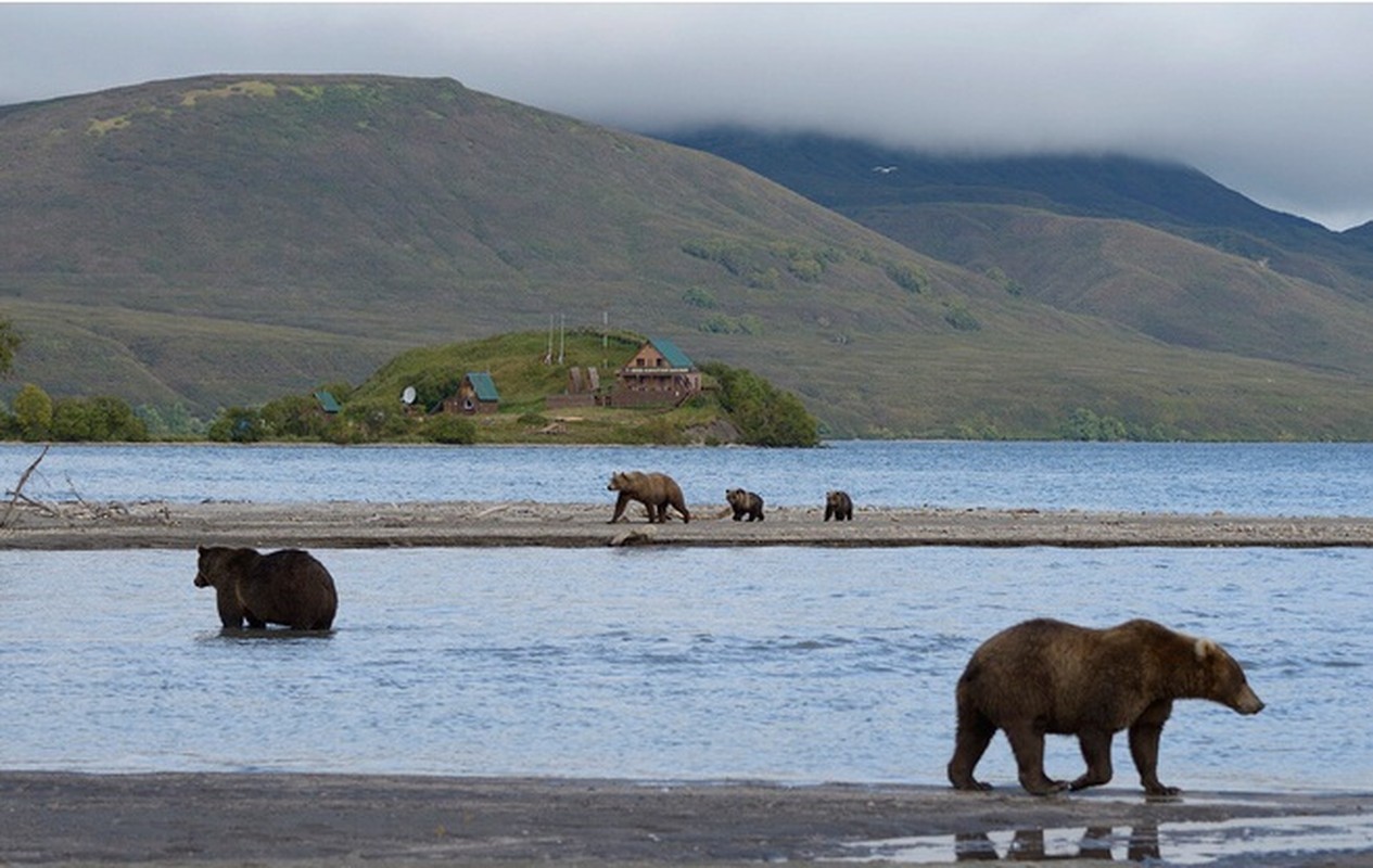 Tai sao gau nau vung Kamchatka cua Nga lai rat hien?-Hinh-4