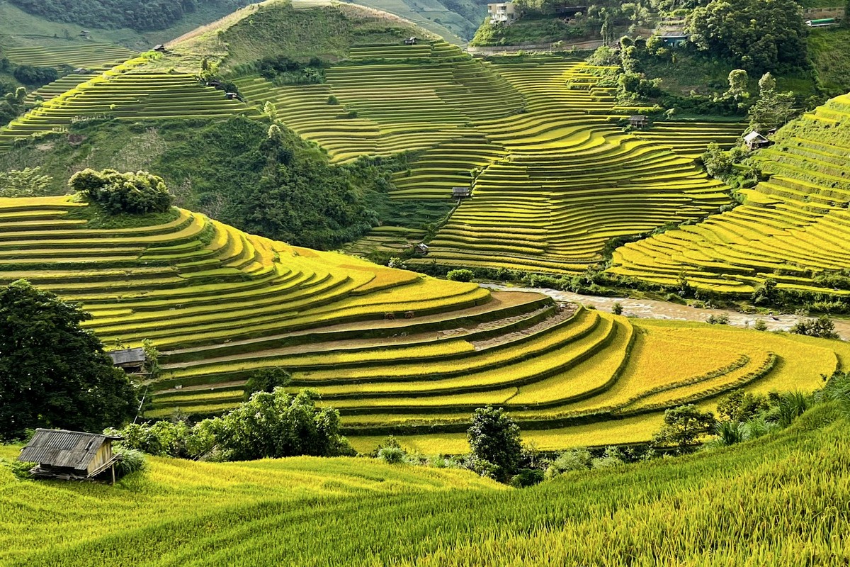 Len Mu Cang Chai ngam mua vang chay tran tren trien nui-Hinh-4