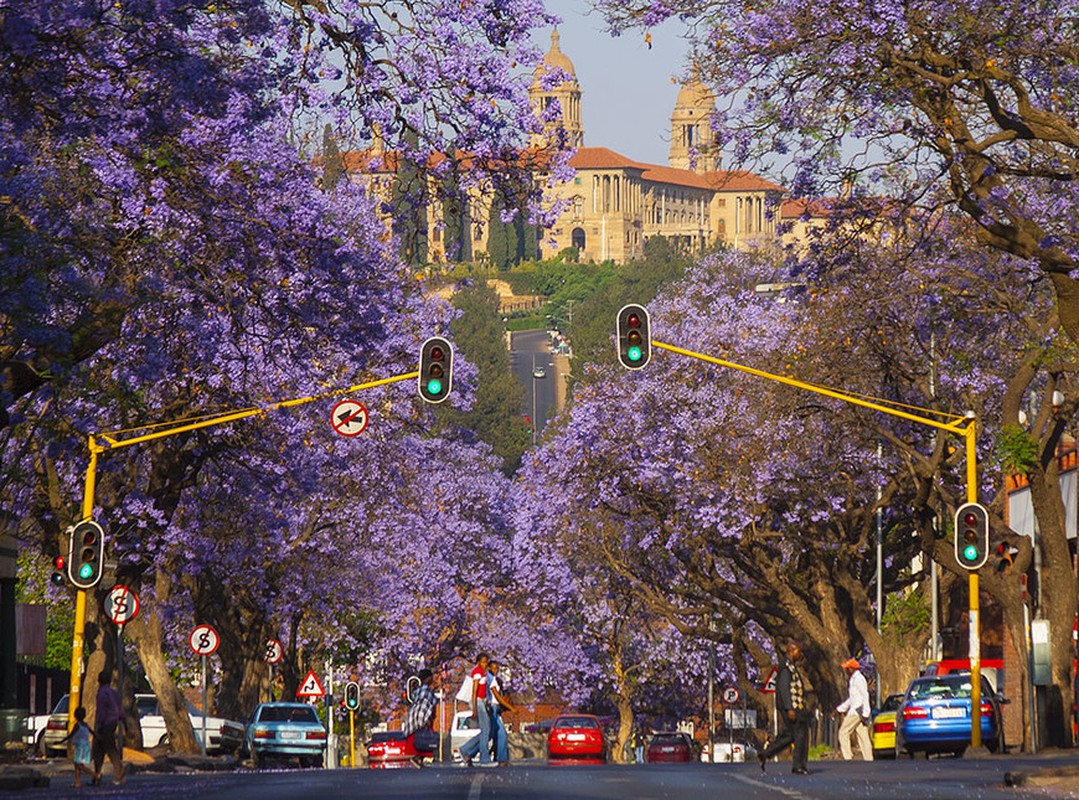 View - 	Lịm tim trước con đường ngập hoa phượng tím ở Nam Phi