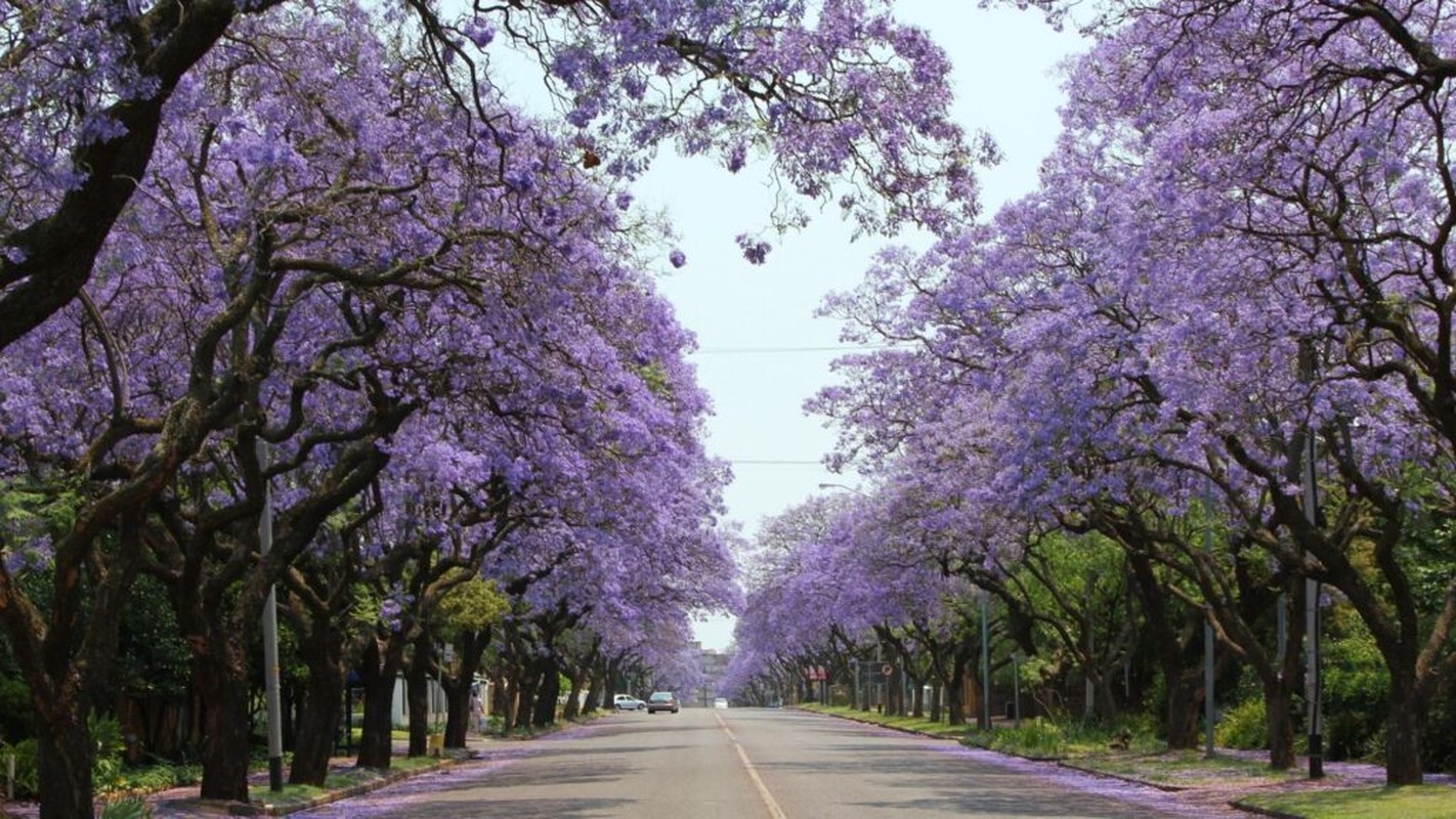 View - 	Lịm tim trước con đường ngập hoa phượng tím ở Nam Phi