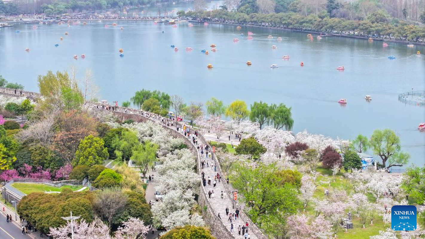 View - 	Choáng ngợp đồi hoa đỗ quyên nở đẹp mê hồn ở Trung Quốc