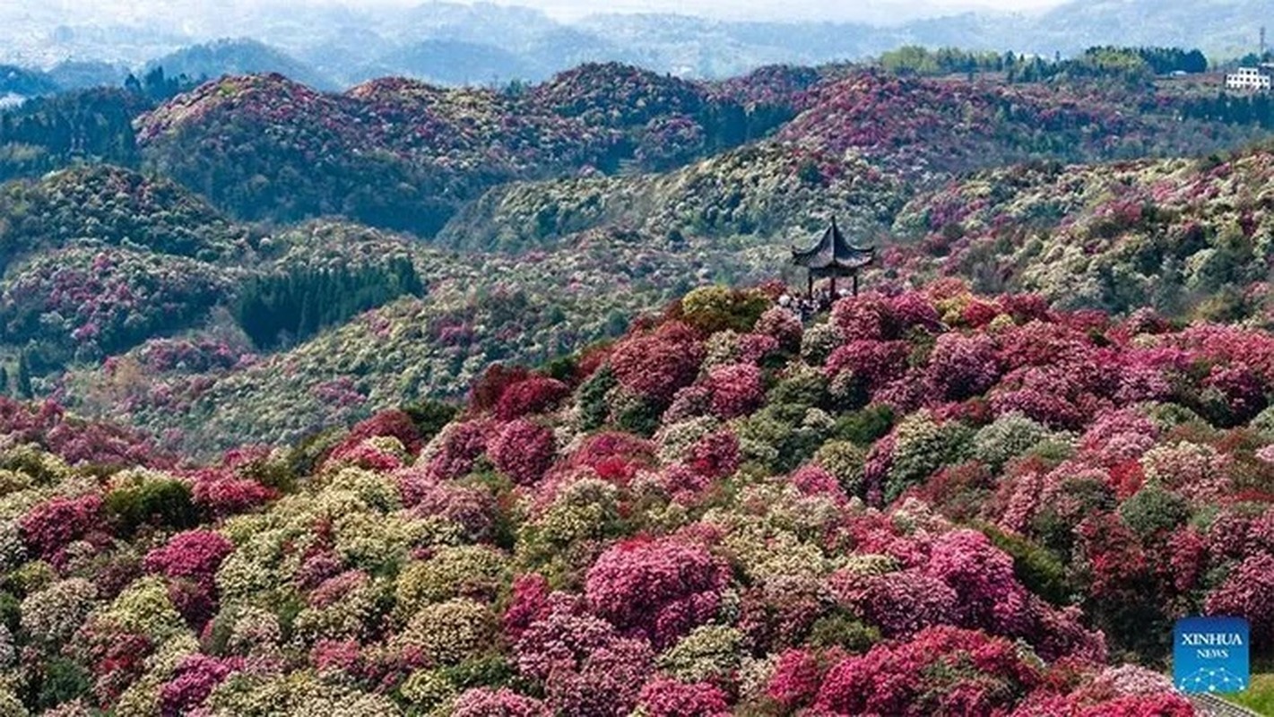 View - 	Choáng ngợp đồi hoa đỗ quyên nở đẹp mê hồn ở Trung Quốc