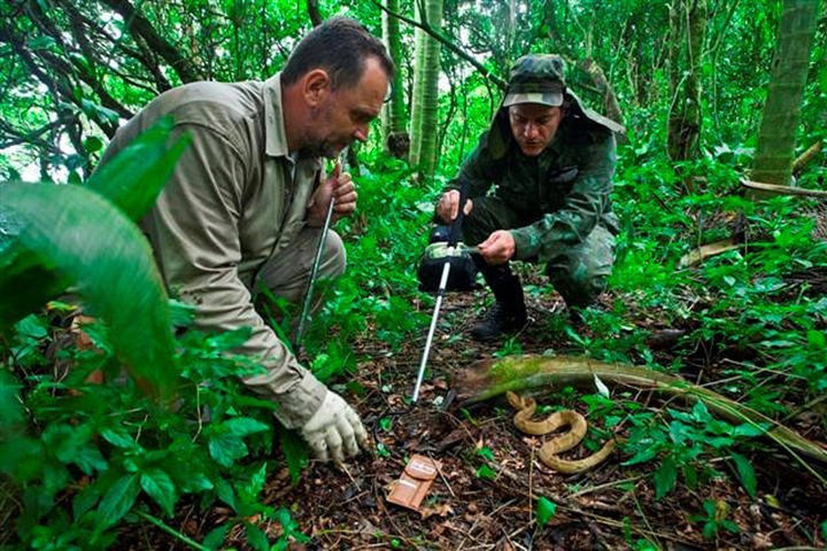 Rung minh hon dao nguy hiem toan ran doc, khong ai dam toi-Hinh-4