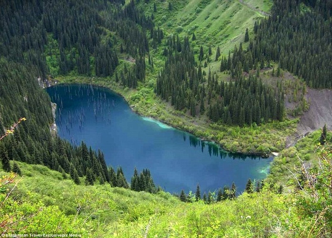 View - 	Choáng váng khu rừng kỳ lạ mọc ngược từ dưới đáy hồ