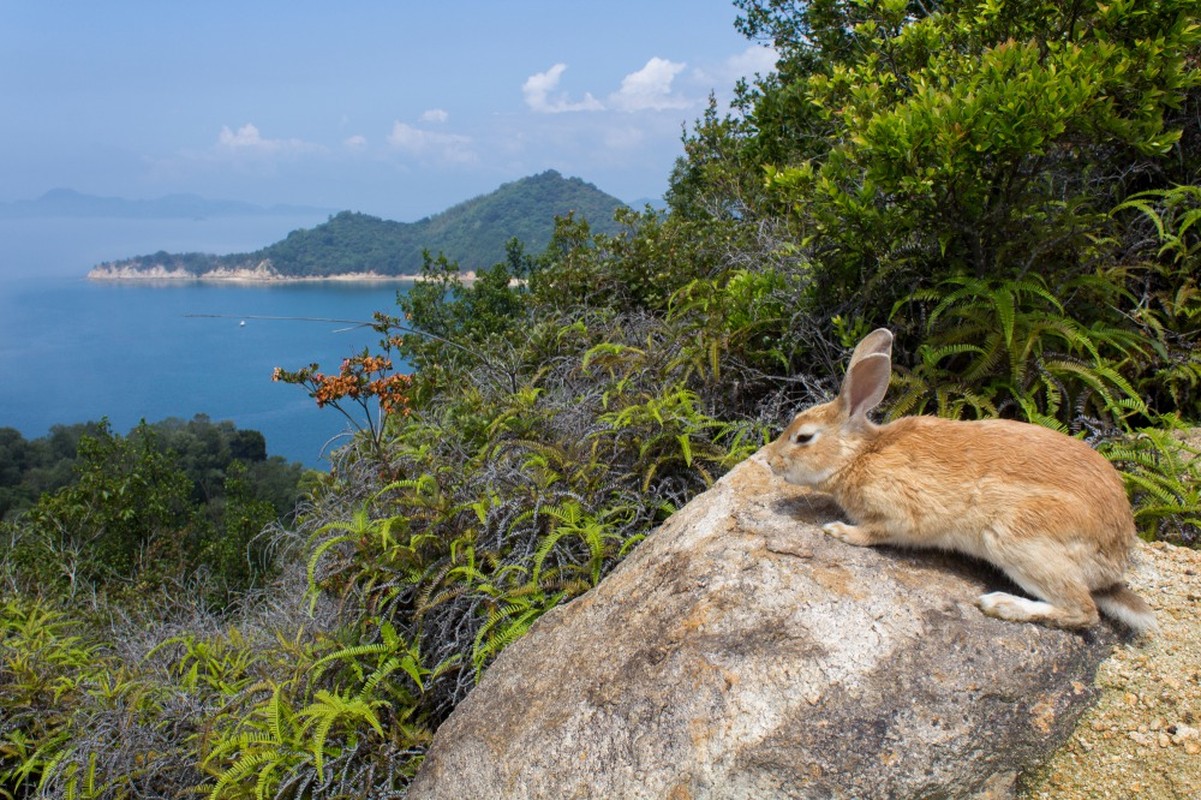 Ghe tham loat hon dao la thien duong cua dong vat o Nhat-Hinh-4