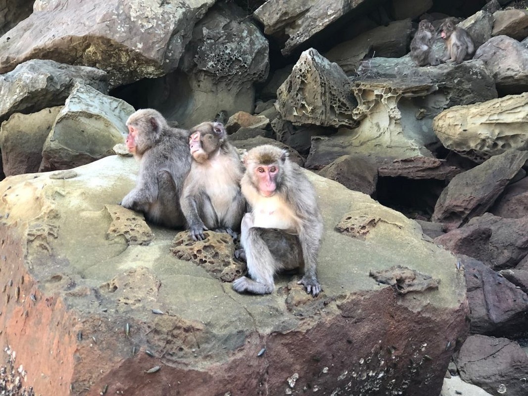 Ghe tham loat hon dao la thien duong cua dong vat o Nhat-Hinh-7