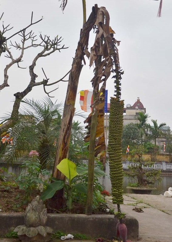 Ngac nhien xem cay chuoi tram nai, nghin qua o Ha Noi-Hinh-5