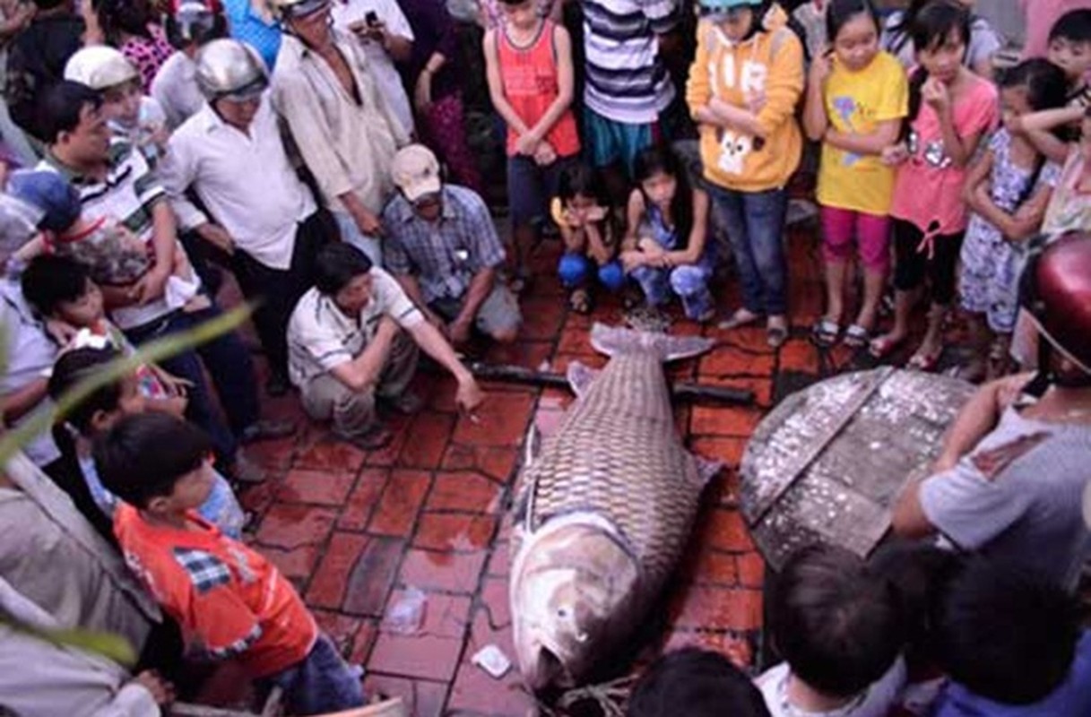 Thuy quai thành món lảu giá tram trieu cua dai gia Viẹt-Hinh-9