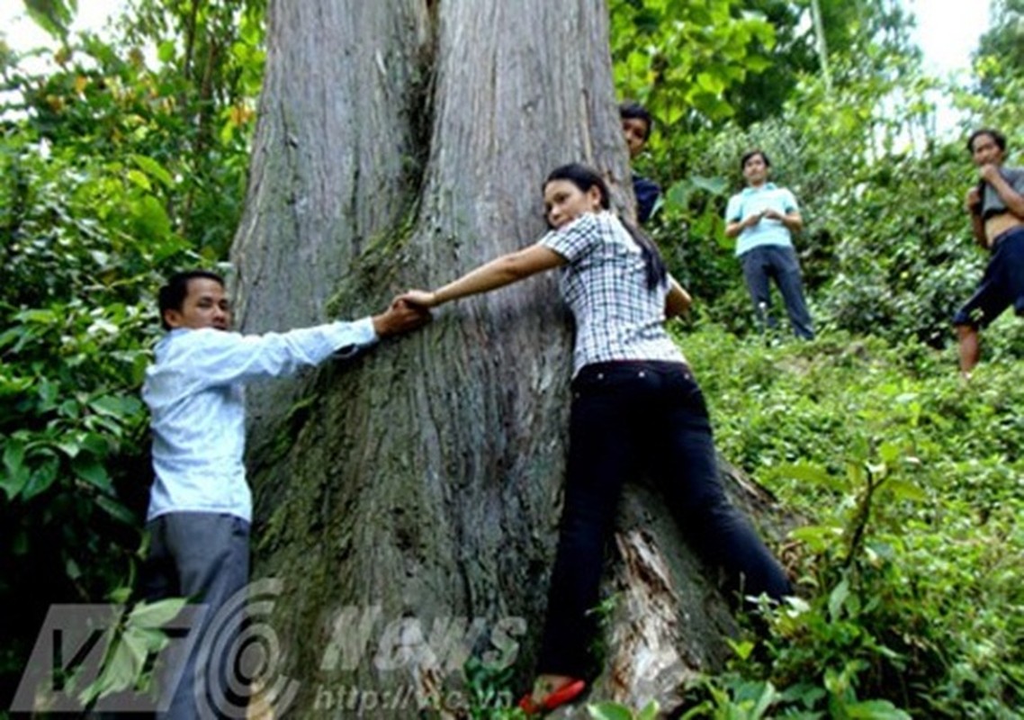 Nhung cay cu qua khong lo duoc tim thay o Viet Nam-Hinh-5