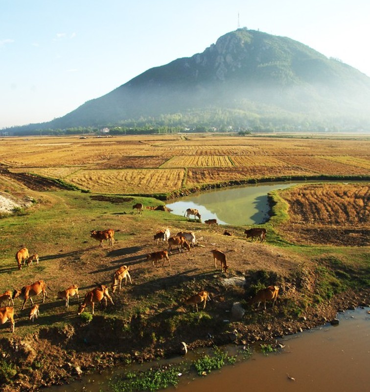 Kham pha Phu Yen trong Toi thay hoa vang tren co xanh-Hinh-7