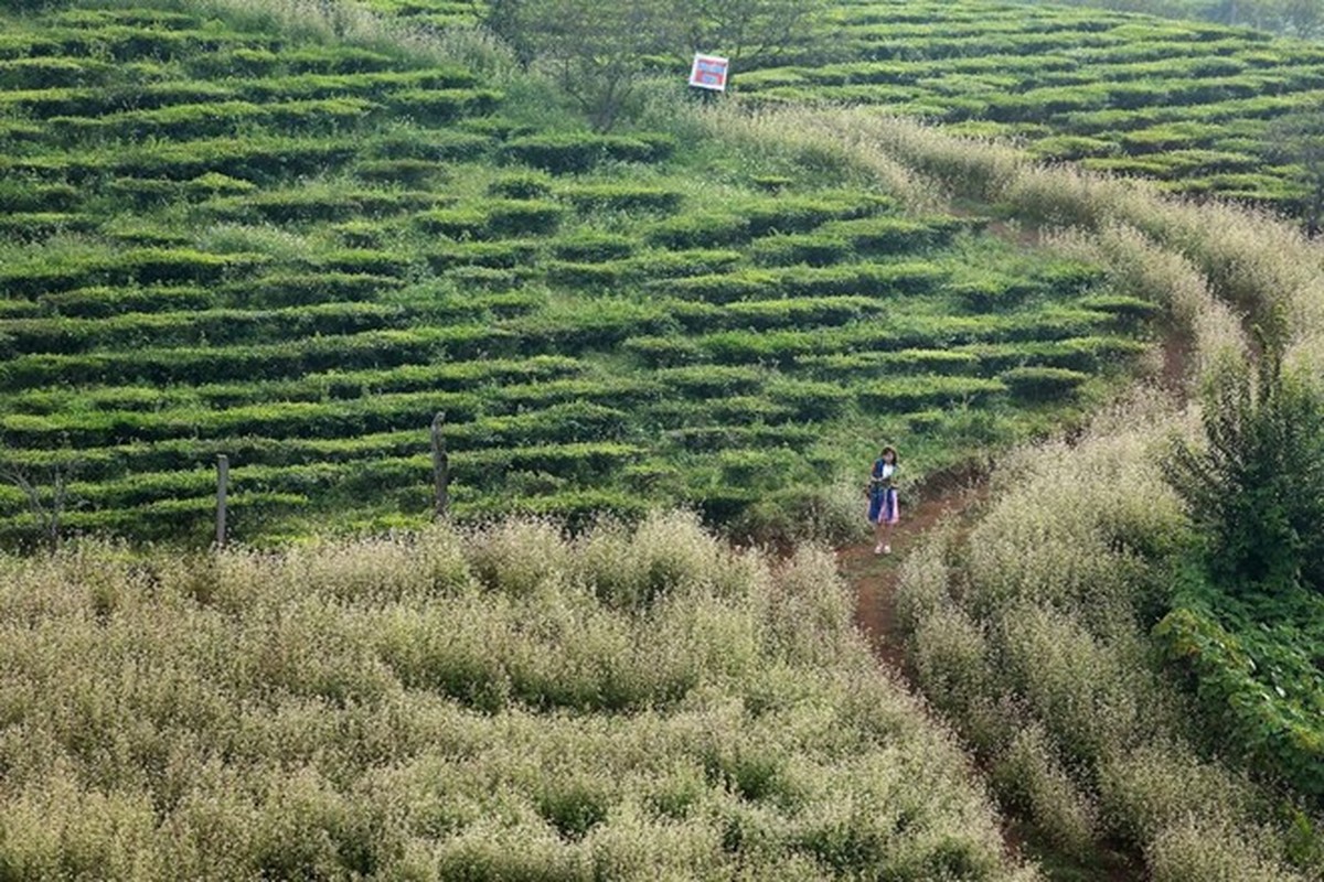 Man nhan ngam hoa tam giac mach no ro tai Moc Chau-Hinh-6