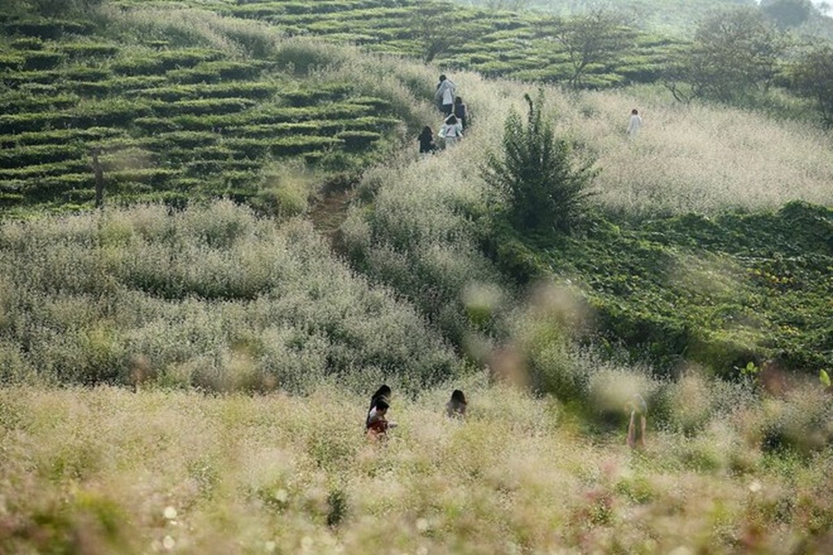 Man nhan ngam hoa tam giac mach no ro tai Moc Chau-Hinh-7