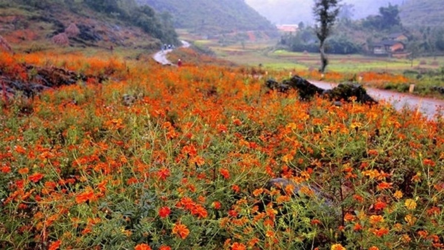 Xao xuyen ngam cuc dai nhuom vang cao nguyen da Ha Giang-Hinh-2