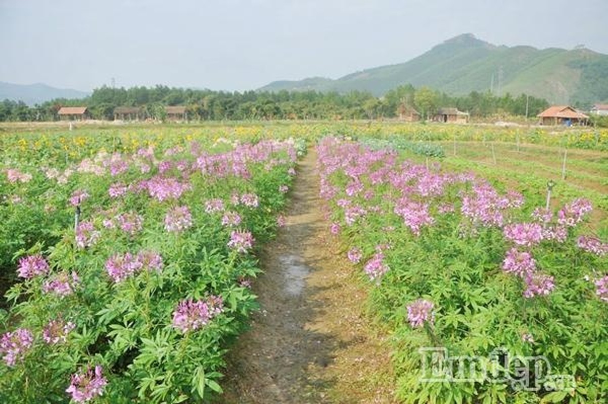 Thien duong hoa moi toanh hut teen Quang Ninh-Hinh-3