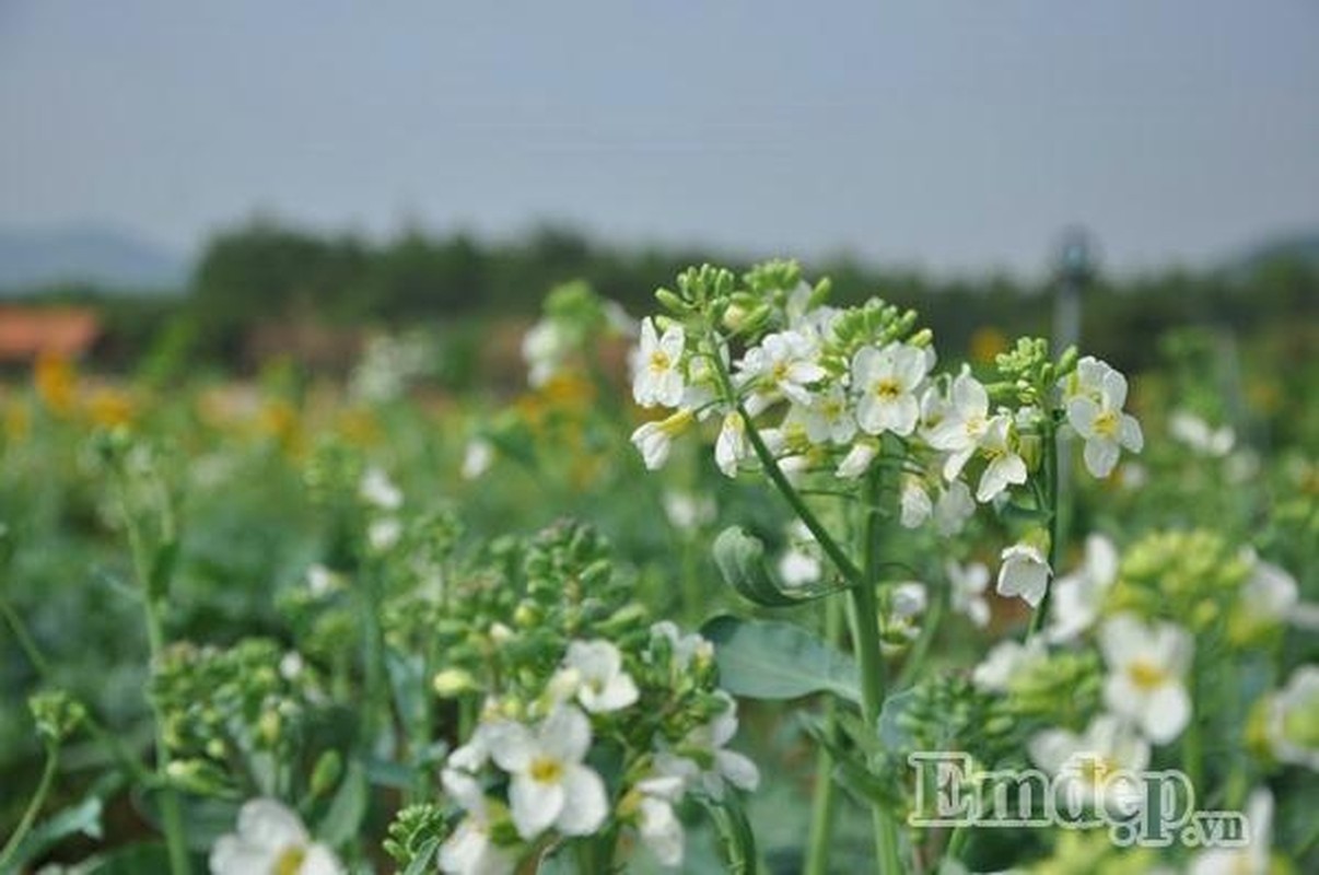 Thien duong hoa moi toanh hut teen Quang Ninh-Hinh-9