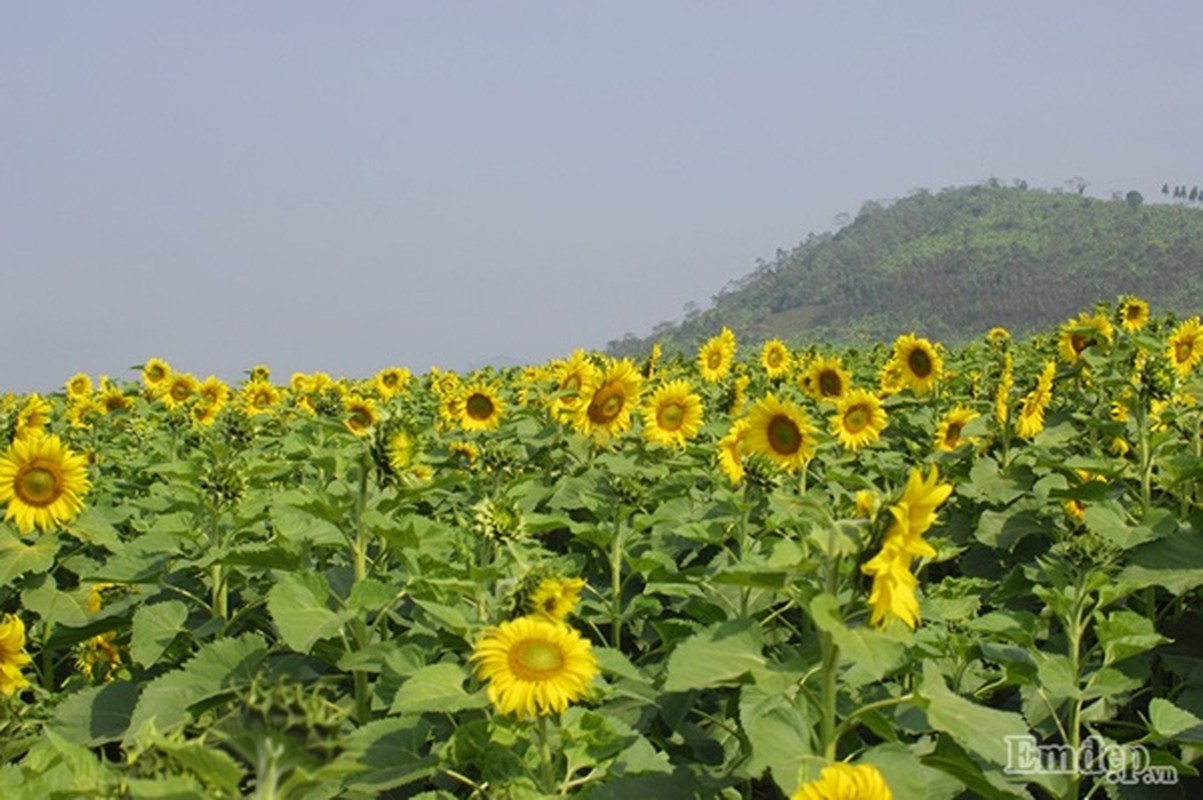 Phuot canh dong hoa huong duong dep nhat Viet Nam-Hinh-3