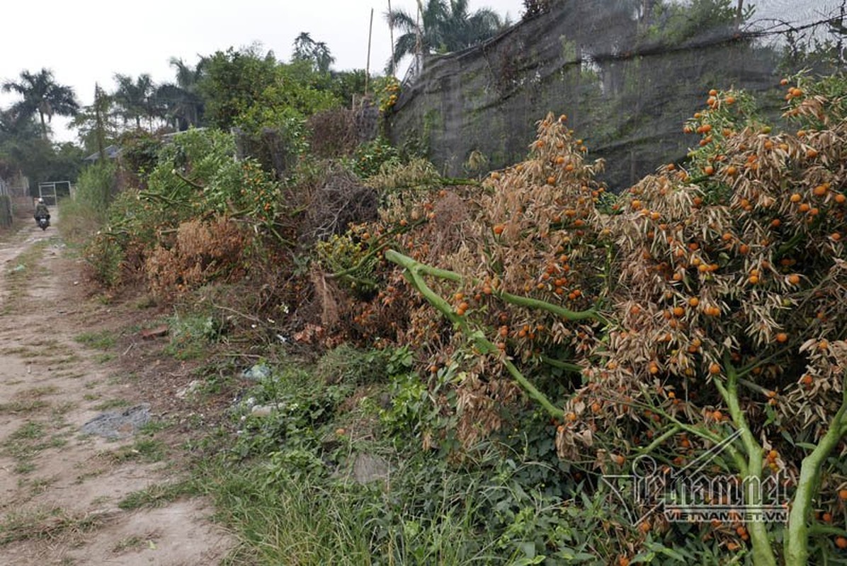 Quat Tet chet kho, chat dong ben duong Ha Noi