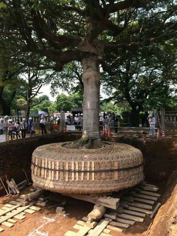 Day la cach nguoi Nhat di doi mot cai cay