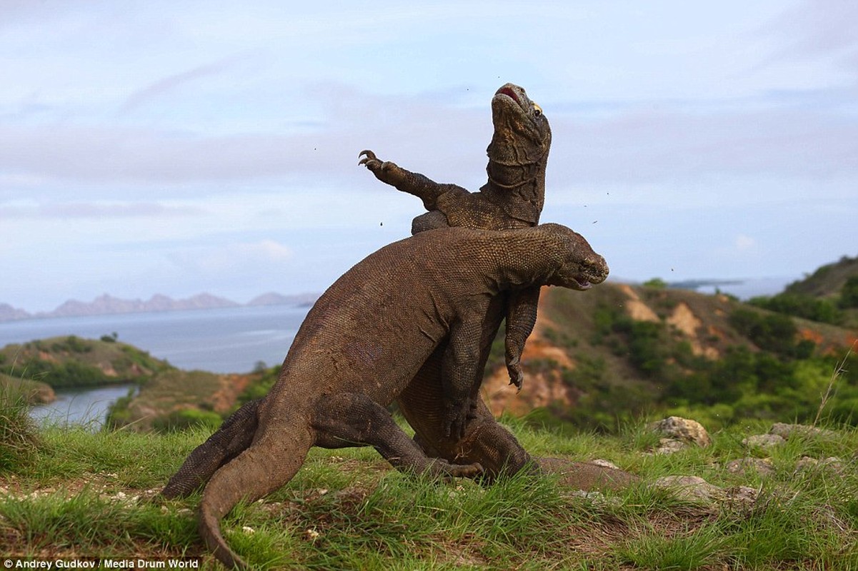 Dai chien rong Komodo khoc liet ngoai doi thuc-Hinh-5