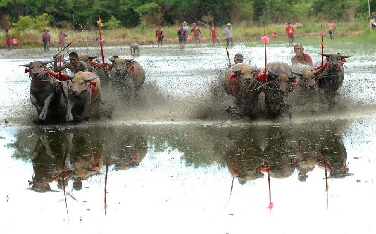 Kich liet canh trau dua nhau bat mang tren duong dua-Hinh-3