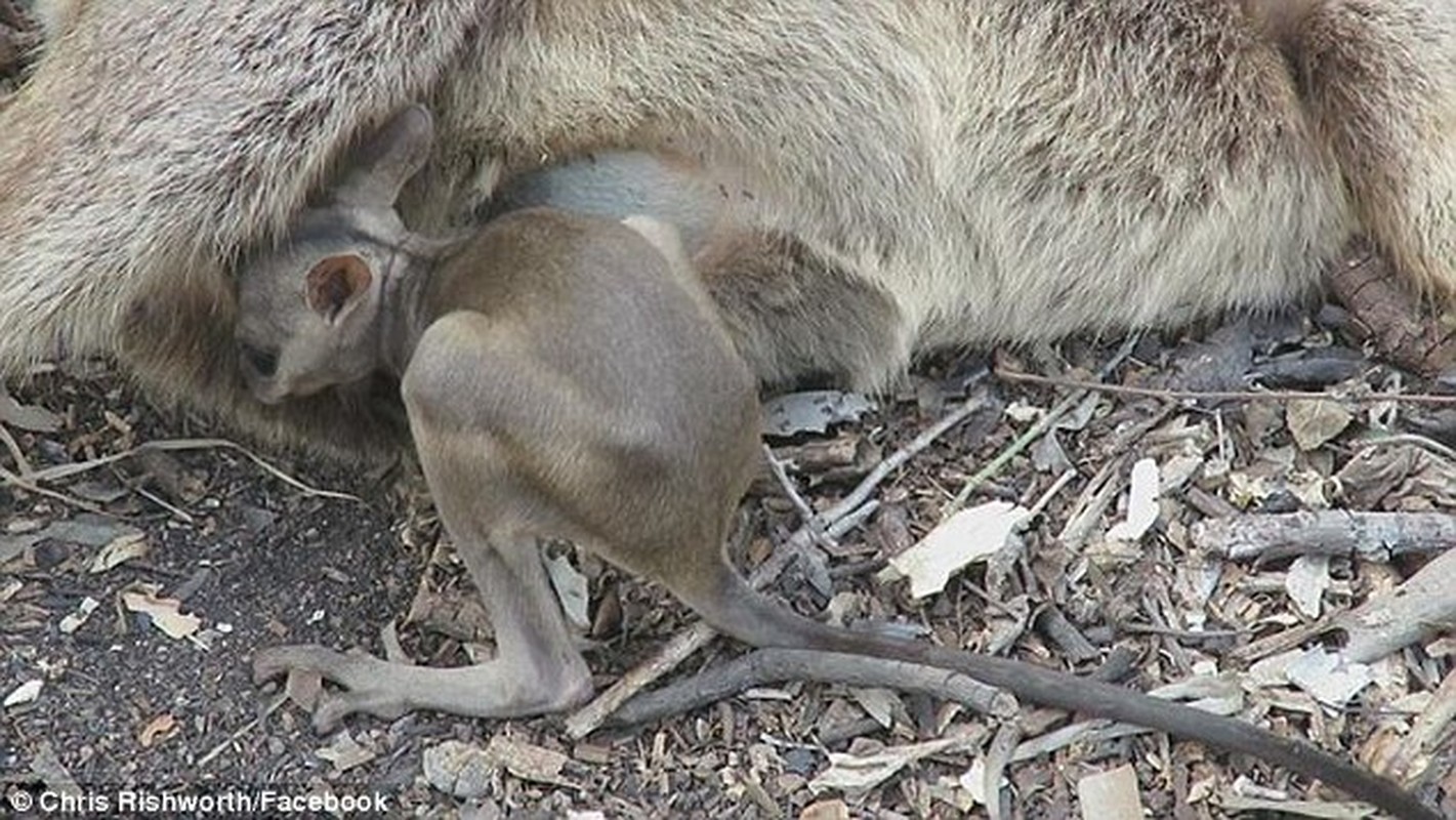 Xot long chuot tui Wallaby con lao vao tui me da chet