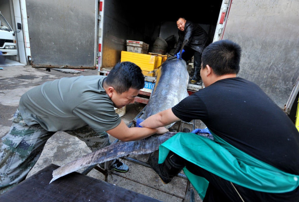 Can canh ca kiem khong lo nang 280kg vua bat duoc-Hinh-3