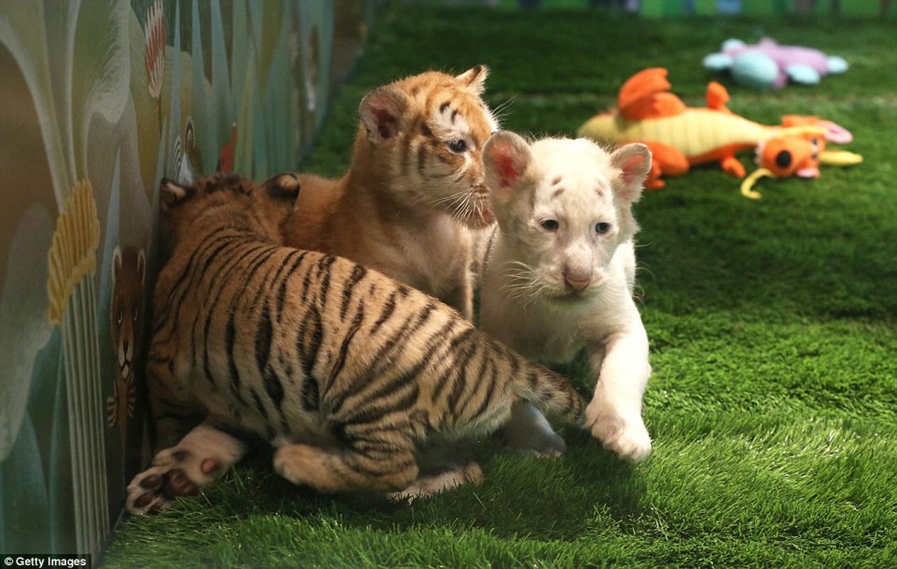 Ho trang Bengal cuc hiem ra doi xon xao du luan-Hinh-4