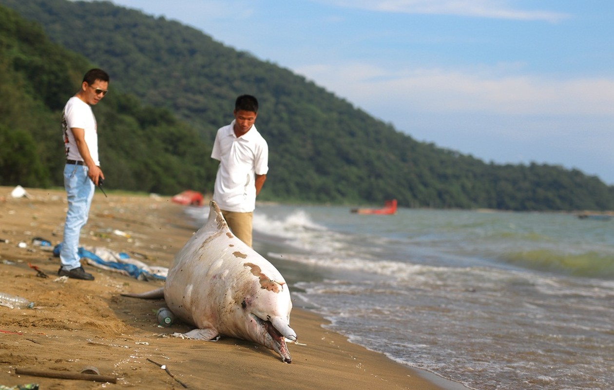 Ca heo trang quy hiem chet tham o Trung Quoc-Hinh-4